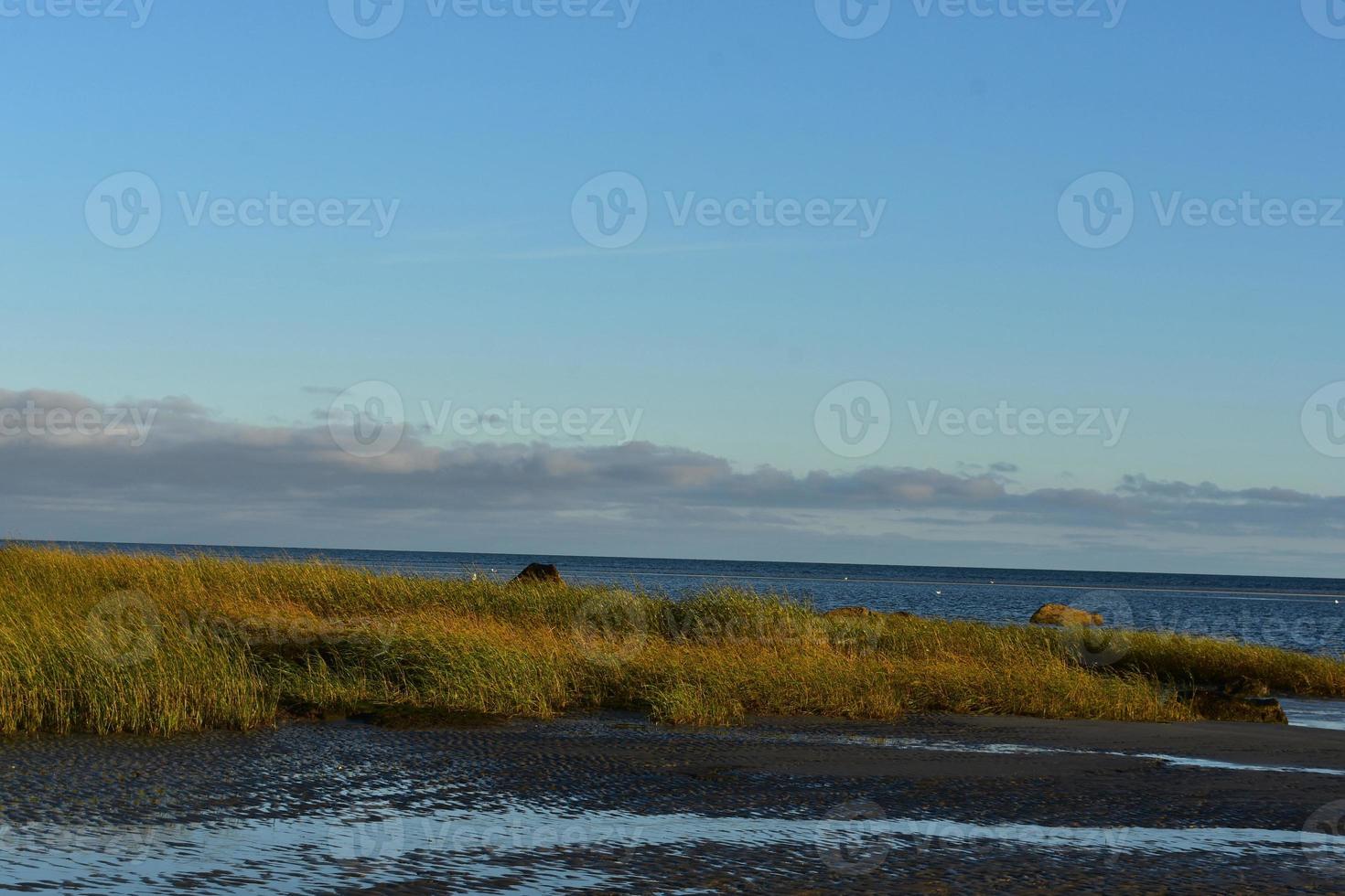 Captivating view of long beach grass flowing with the wind photo