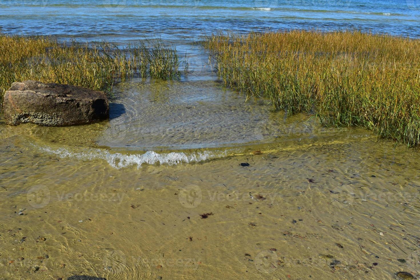 School of fish swimming around on the coast of Cape Cod photo