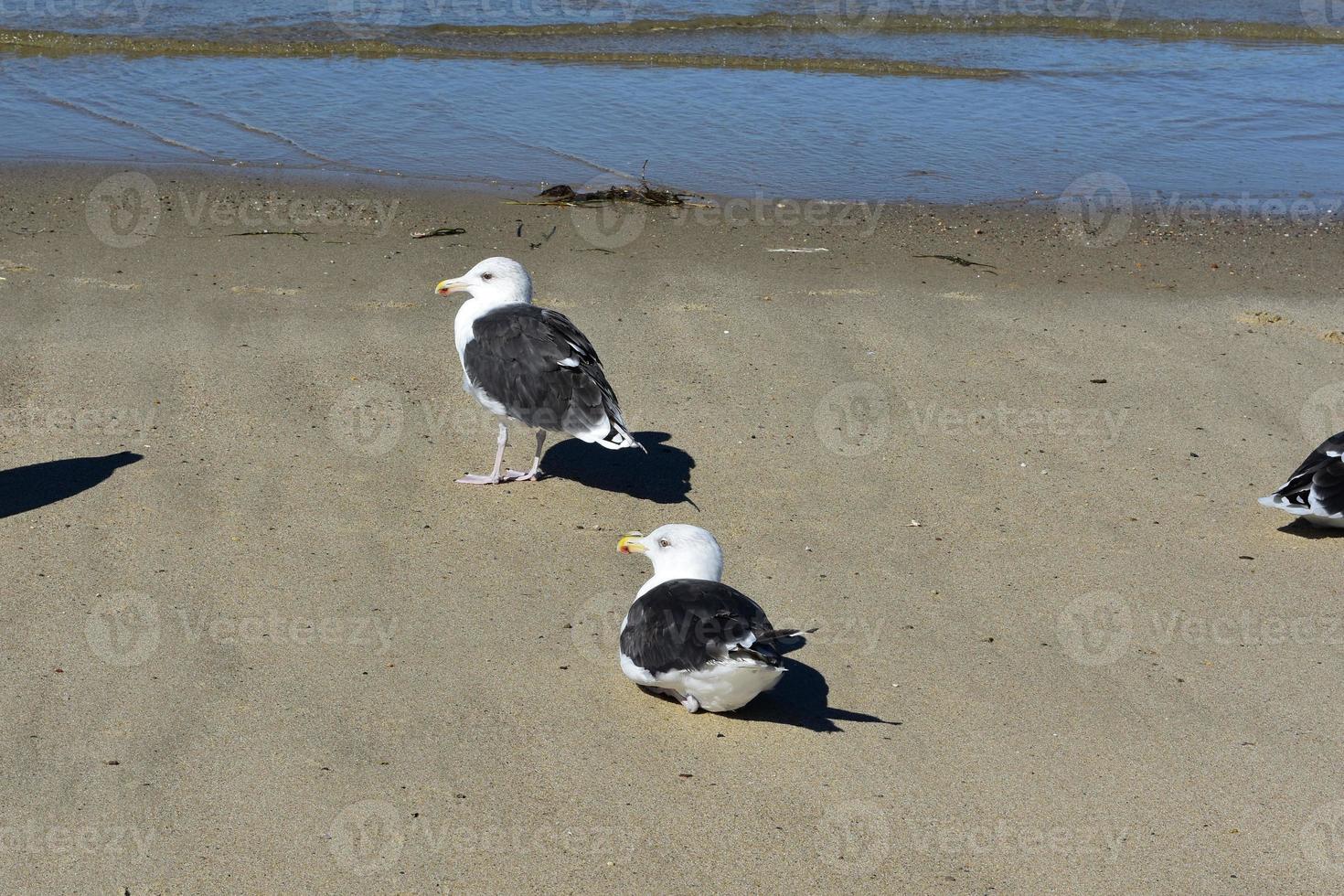 Group of beach seagulls with fluffy feathers photo