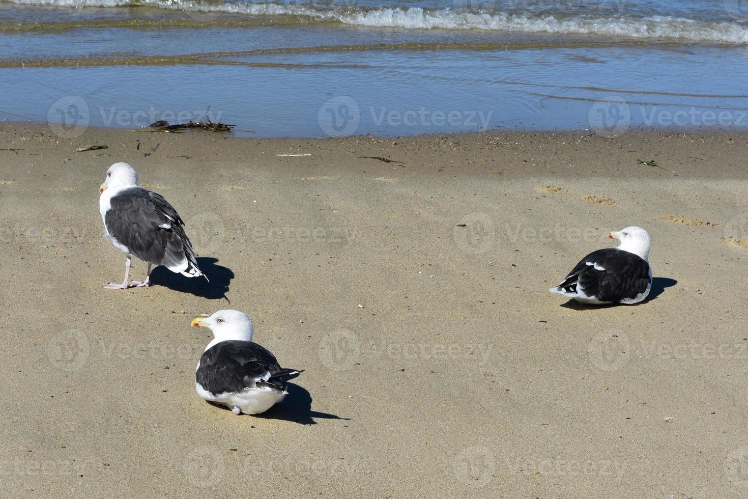 Close up of three seagulls resting on the beach photo