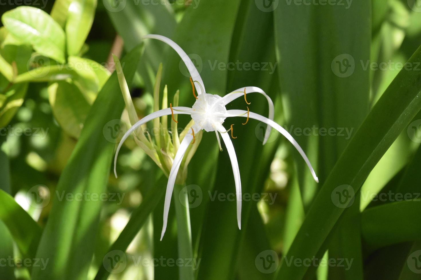 Blooming White Spider Lily in a Garden photo