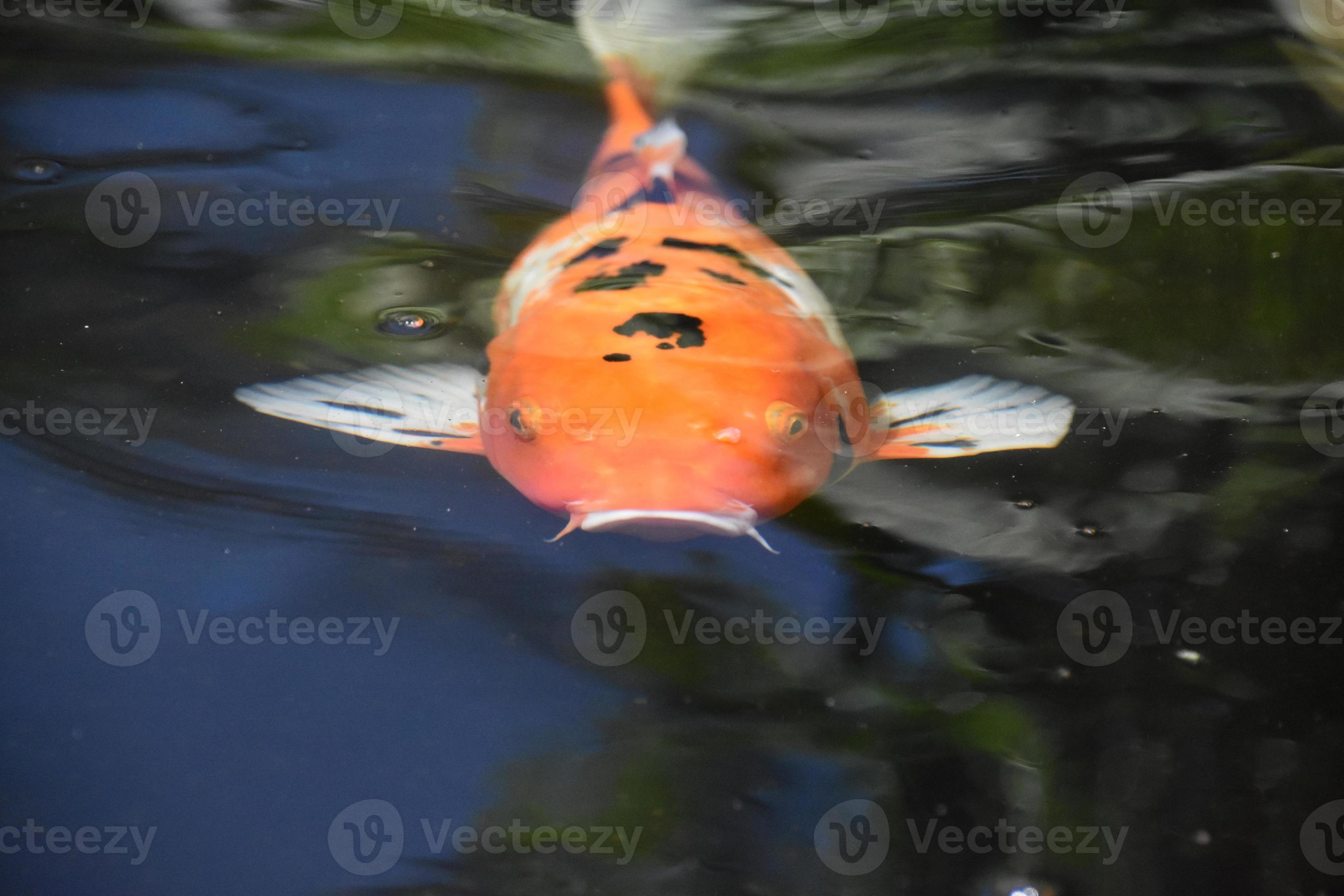 Direct Look into an Orange Koi Carp 12695651 Stock Photo at Vecteezy