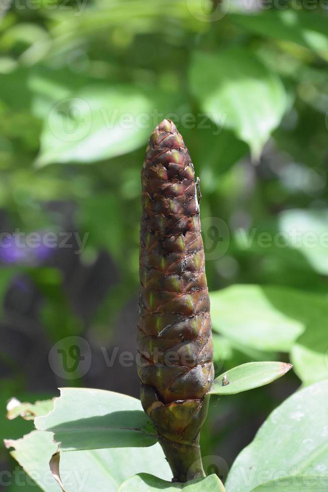 Large Tropical Flower Bud Ready for Petals to Emerge photo