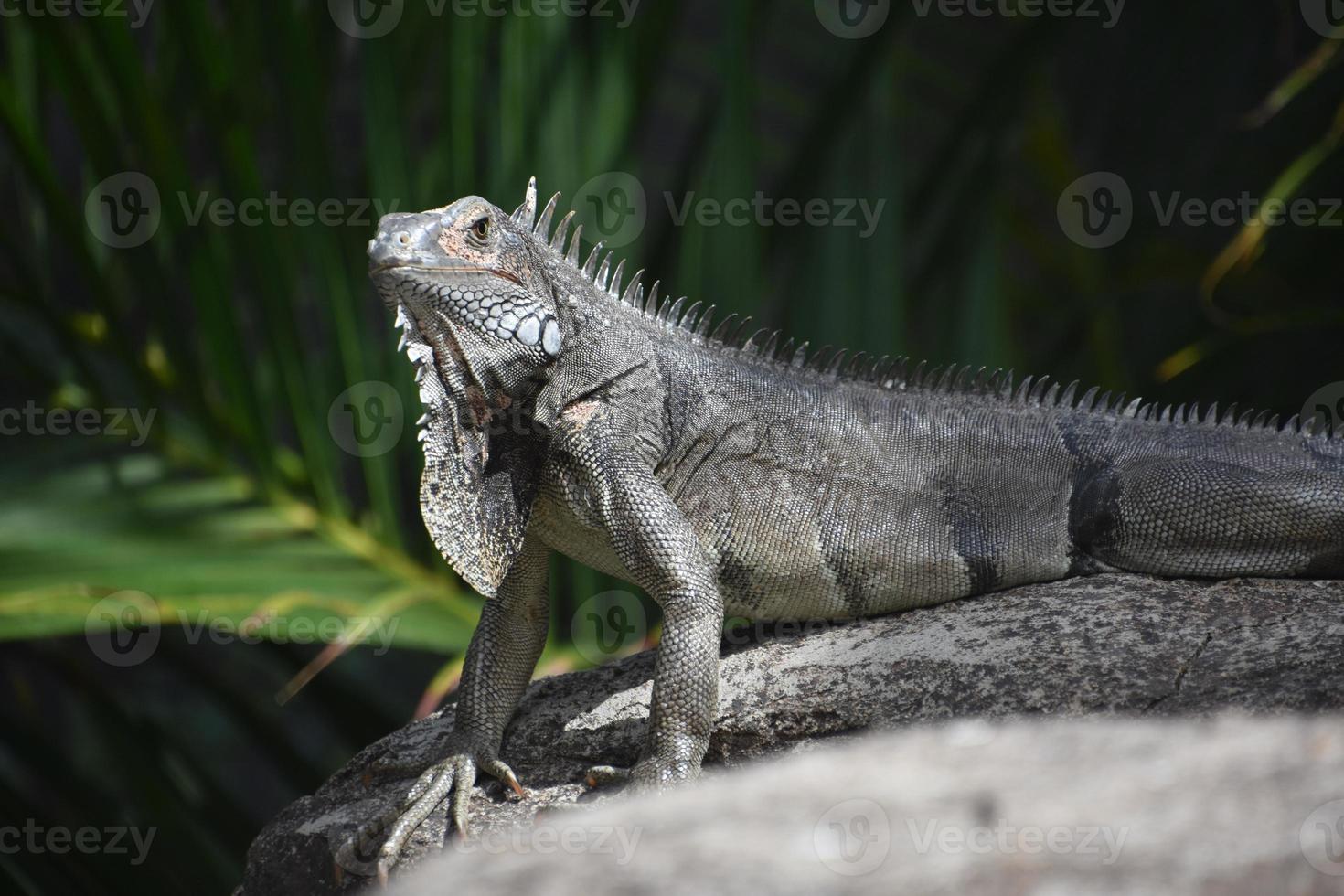 iguana gris posando sobre una gran roca foto