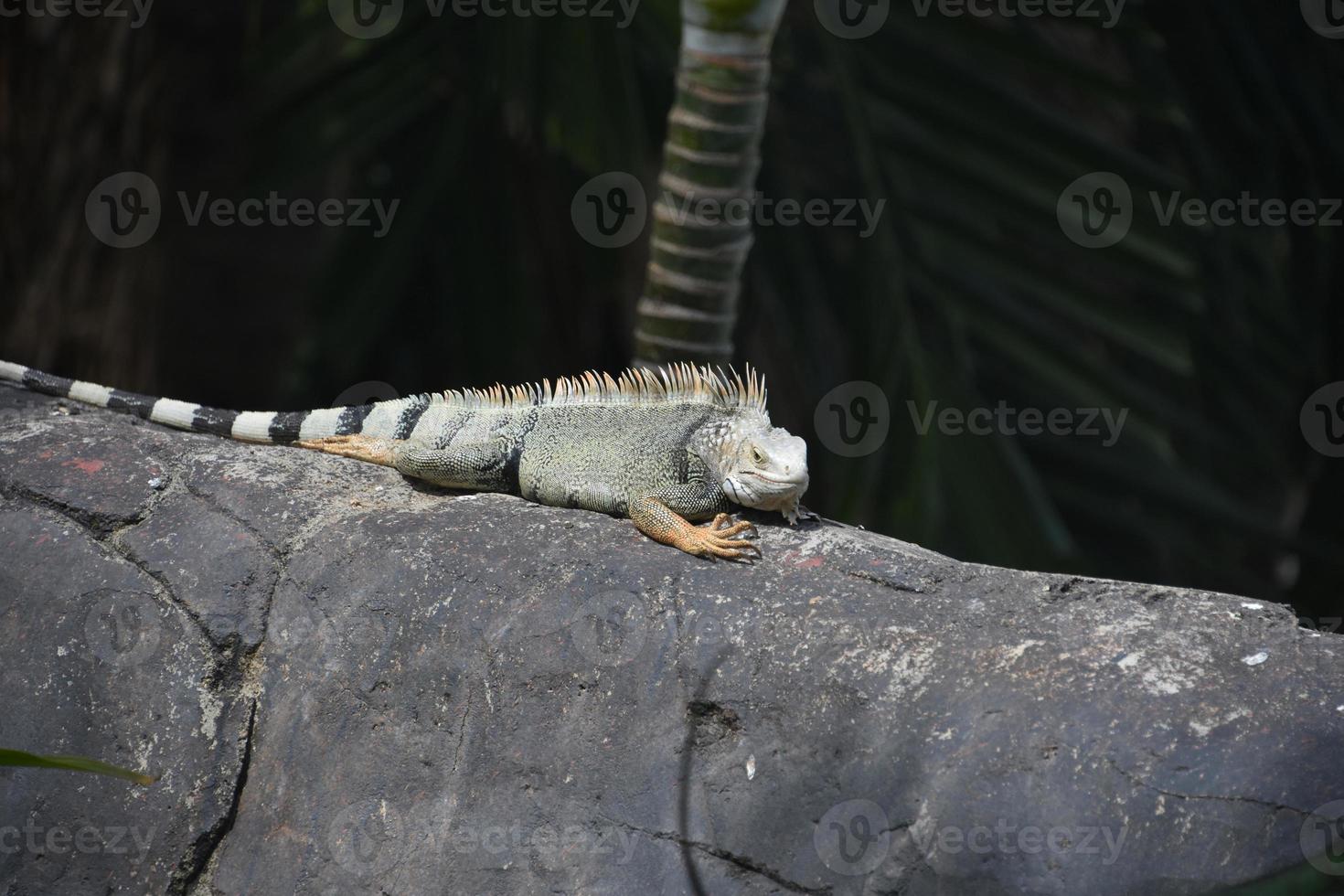 Spikes on the Back of an Iguana on a Rock photo