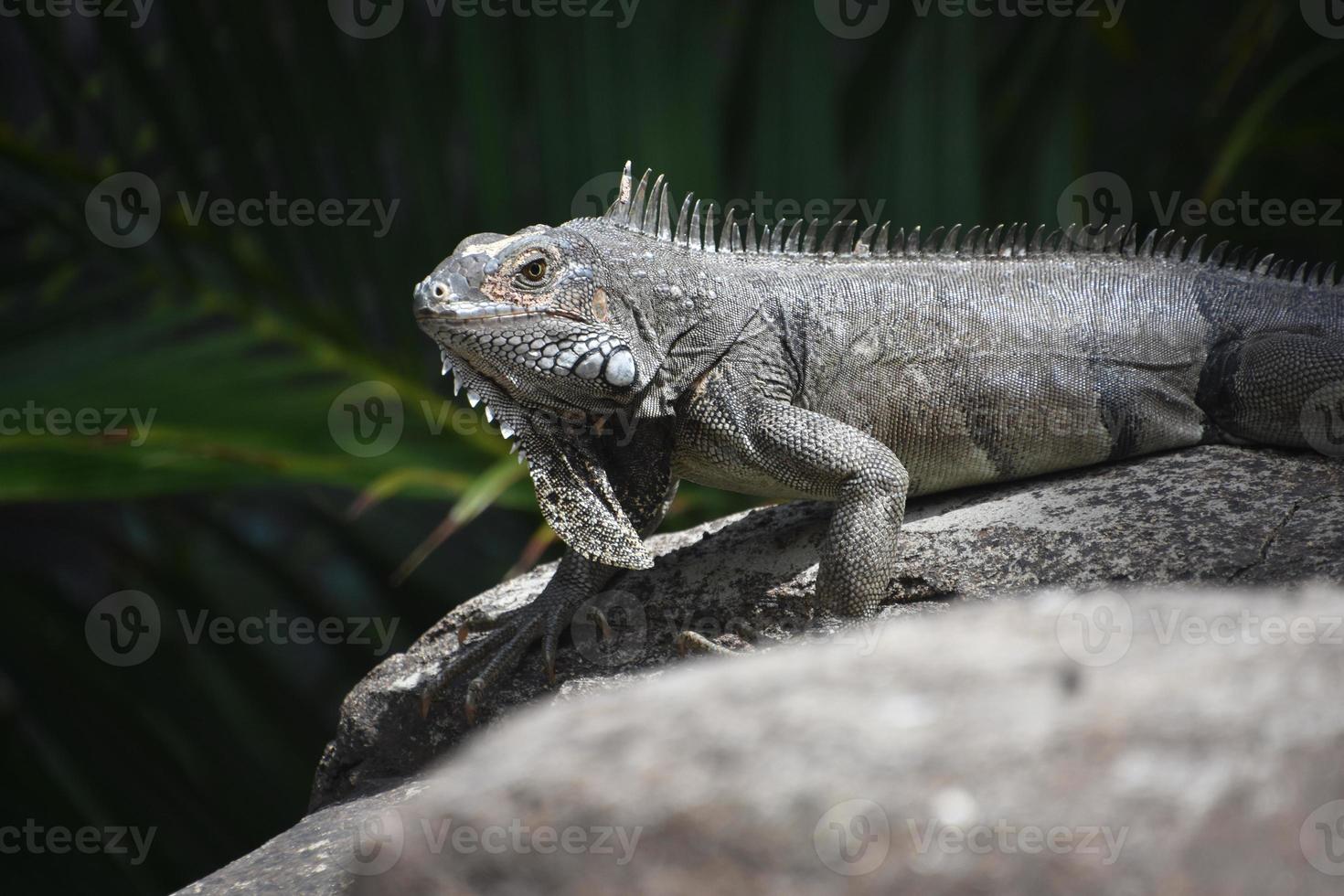 iguana arrastrándose por una roca tomando el sol foto