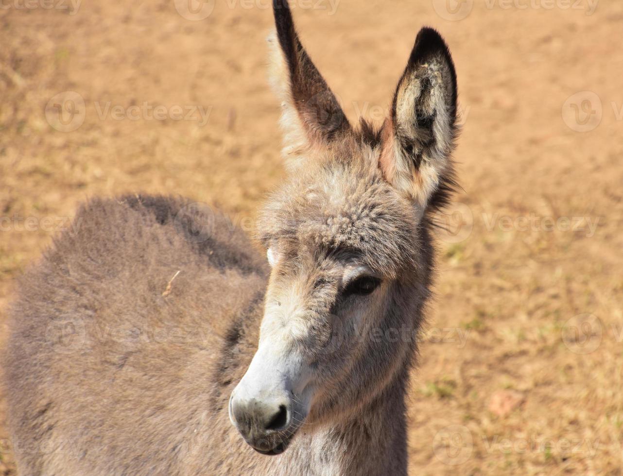 Adorable Baby Wild Donkey with Fluffy Ears photo