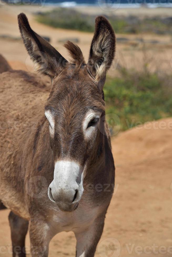 hermoso burro salvaje marrón oscuro y blanco foto