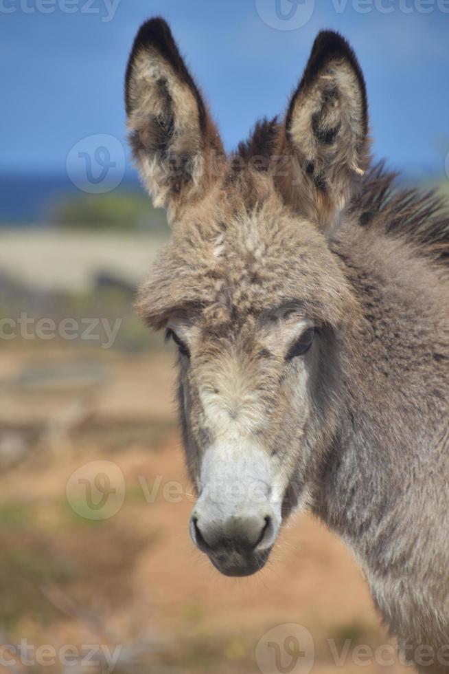 mirando directamente a la cara de un burro muy lindo foto