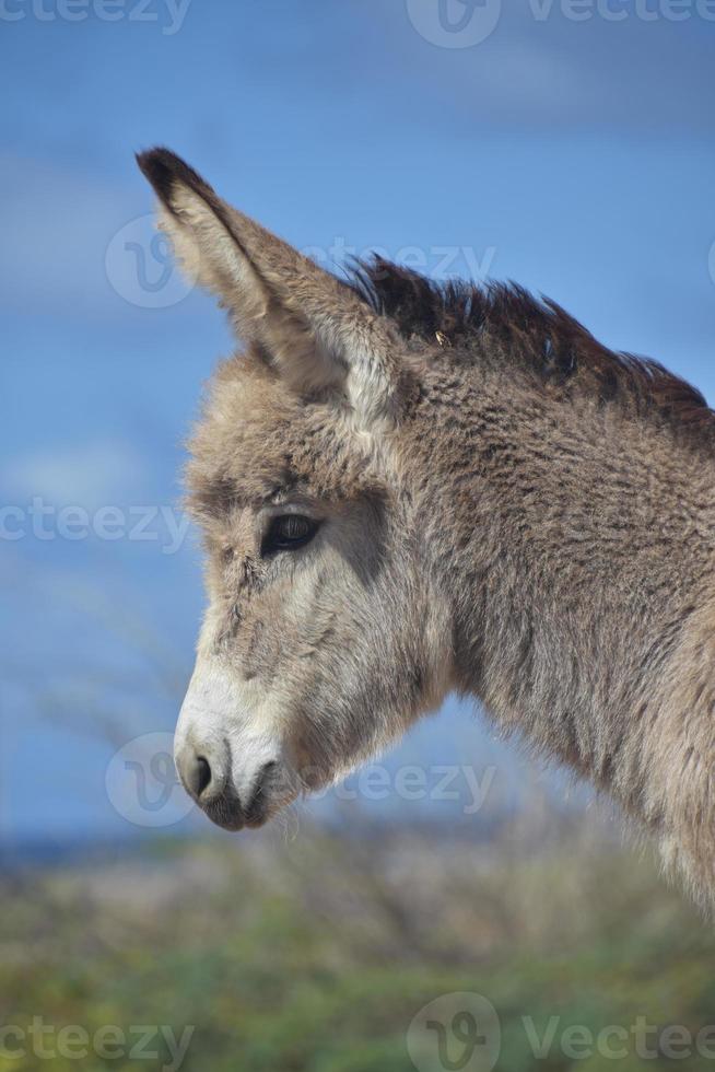 Profile of a Sweet Baby Donkey in Aruba photo