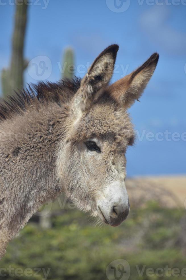 Looking into the Face of a Baby Wild Donkey photo