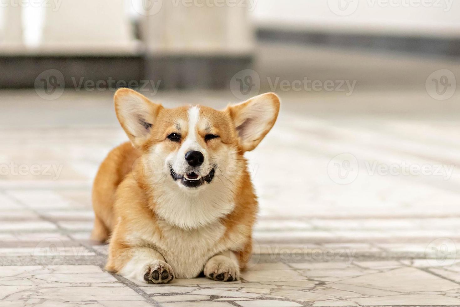 A red-haired corgi dog on a walk photo