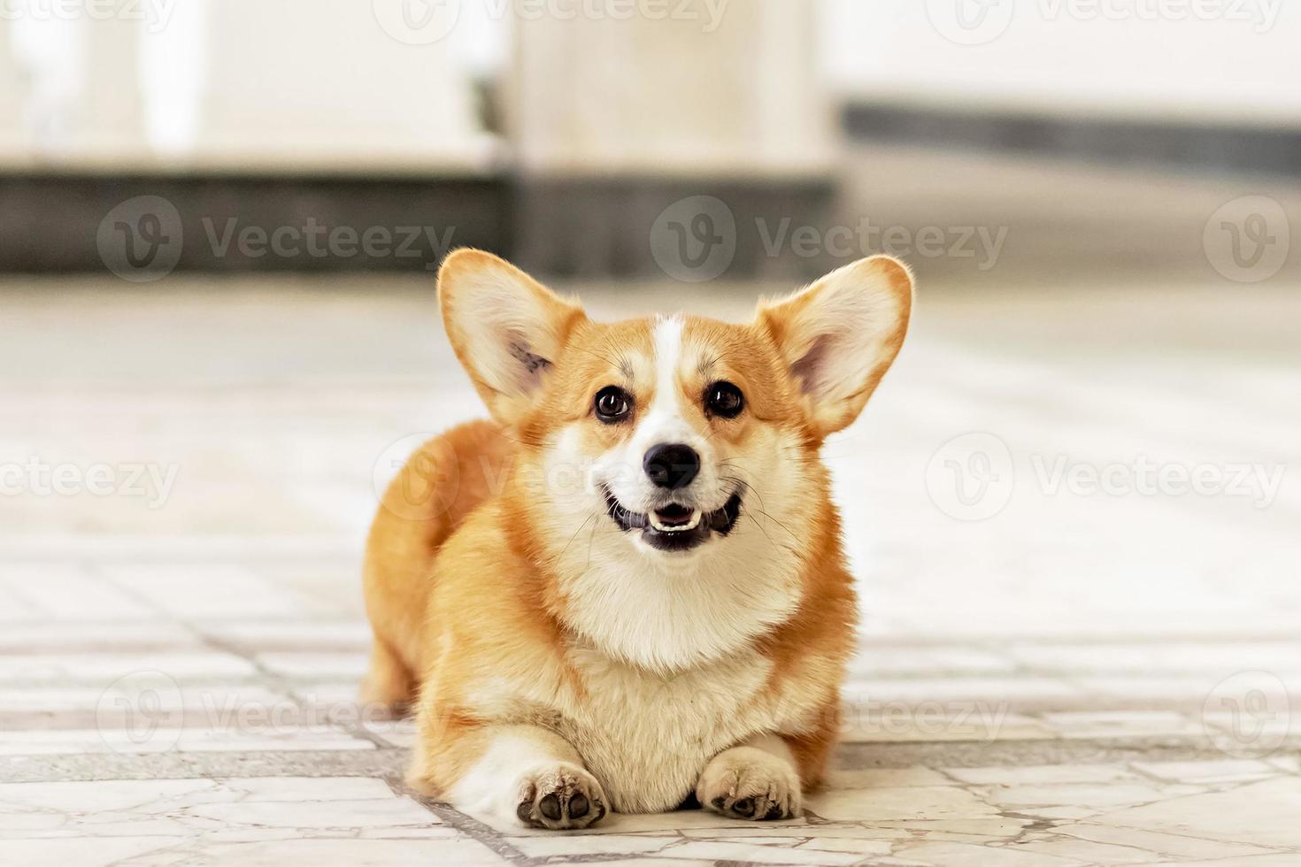 A red-haired corgi dog on a walk photo