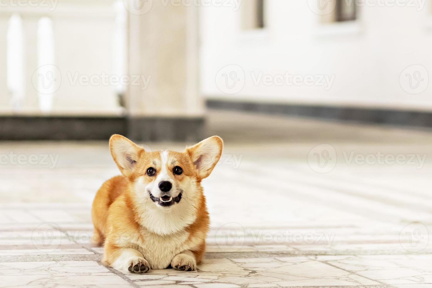 A red-haired corgi dog on a walk photo