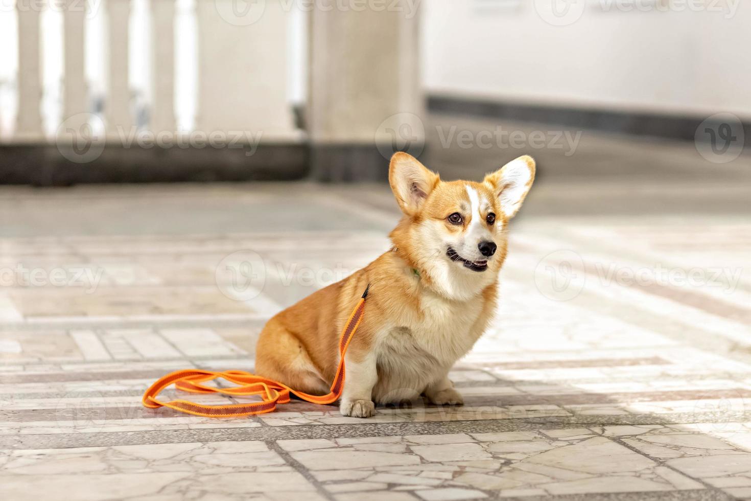 un perro corgi pelirrojo en un paseo foto