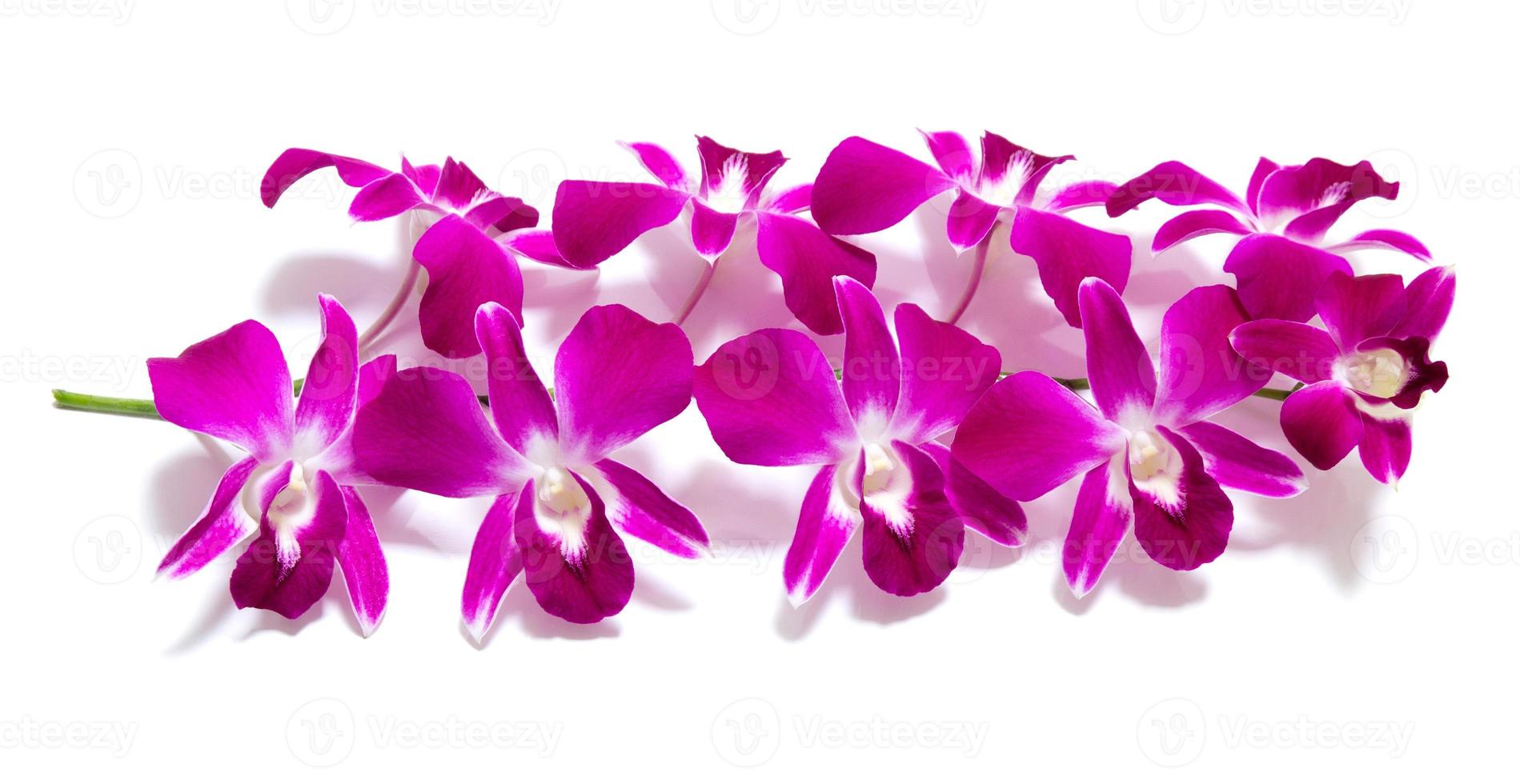 orchid isolated on white background photo