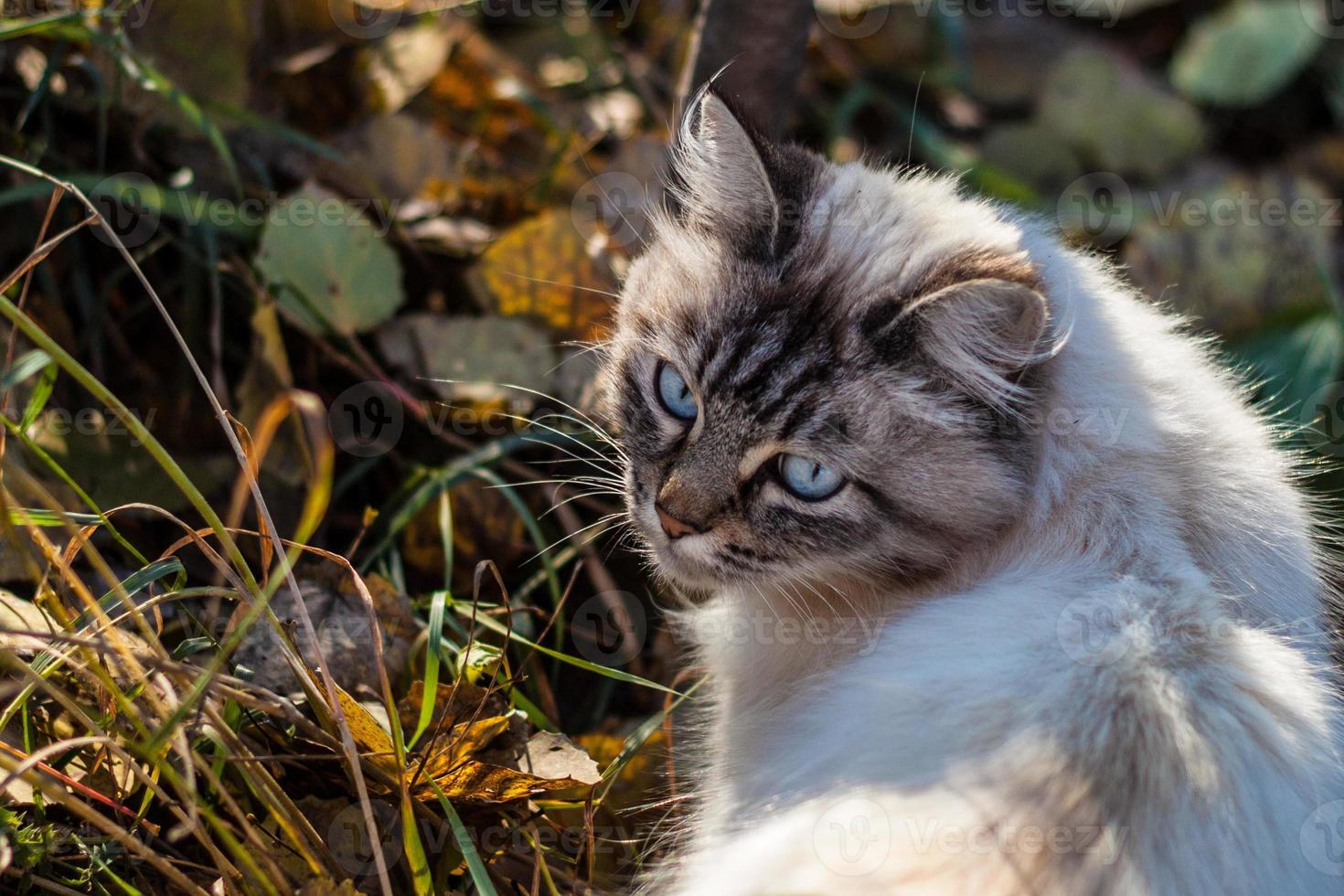 white homeless cat with blue eyes and gray face looking back and walking on grass photo