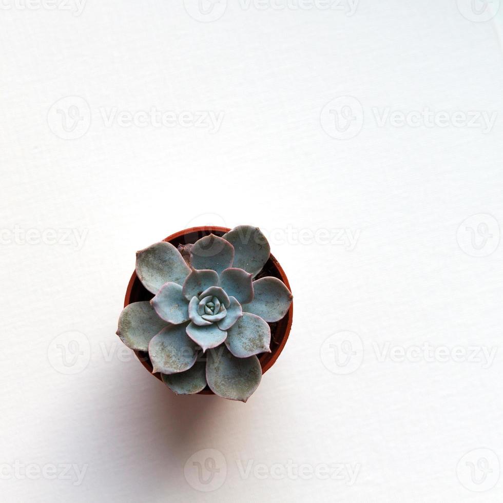 small blue succulent echeveria in brown pot on white background top view photo