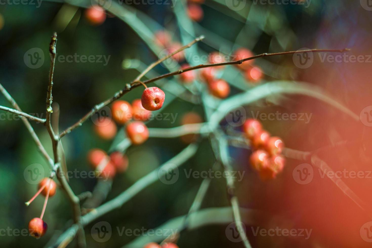 Red autumn little apples on branches on green background. Fall forest photo