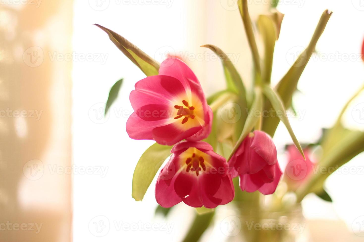 bouquet of pink tulips in vase in sunshine on white background. flowers for womens day photo