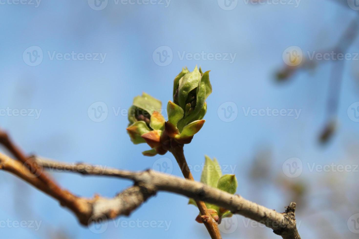 fresh green buds on tree branch in spring time a sunny day on blue sky background. Nature wakes up photo