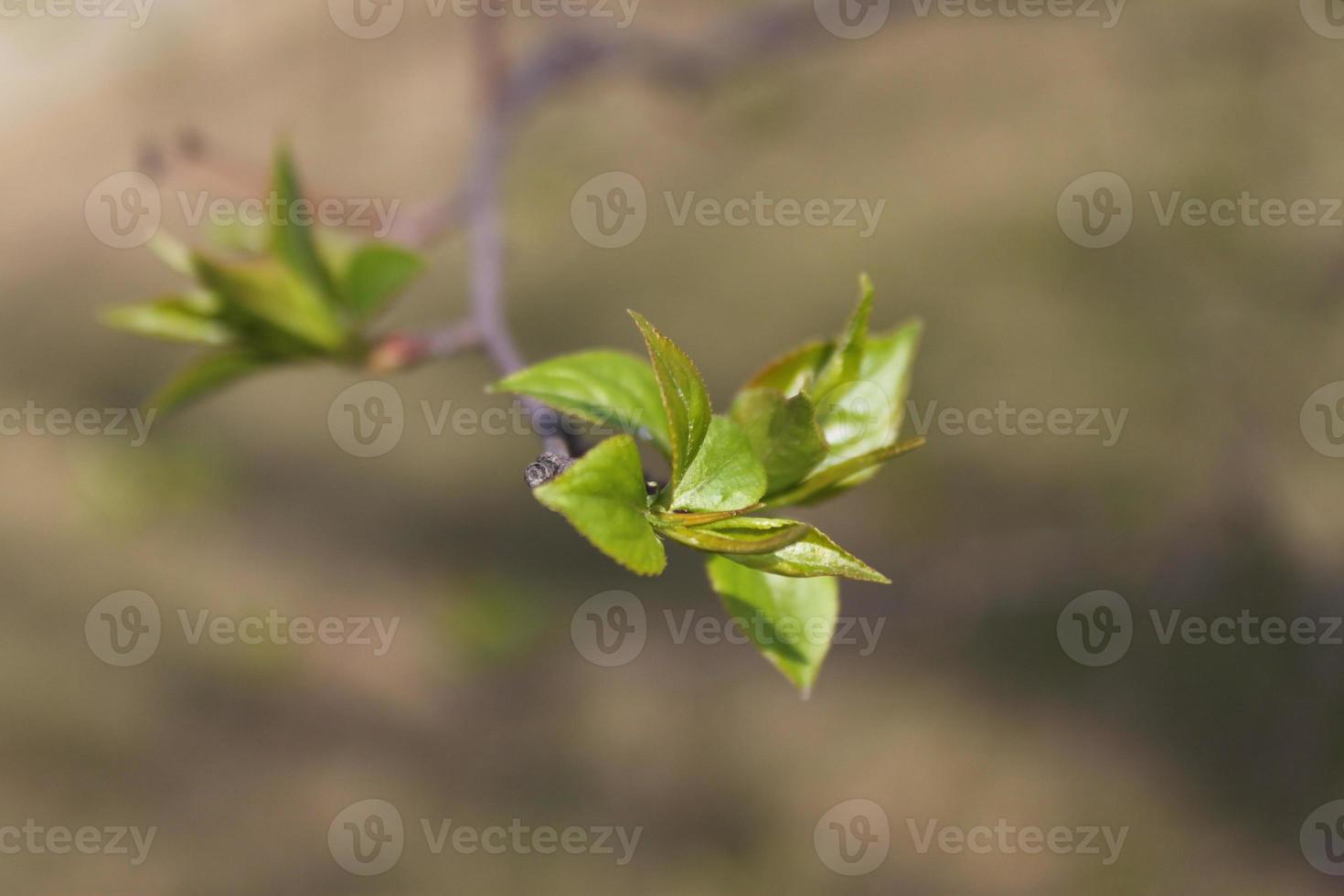 spring branch with fresh green leaves on a tree. macro twig photo