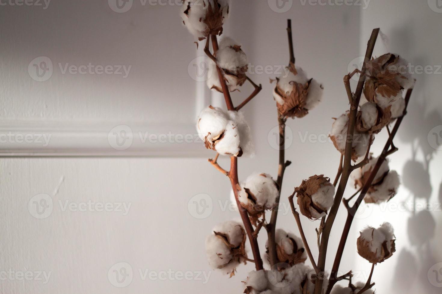 White dry cotton branches bouquet on white wall background. Interior decoration photo