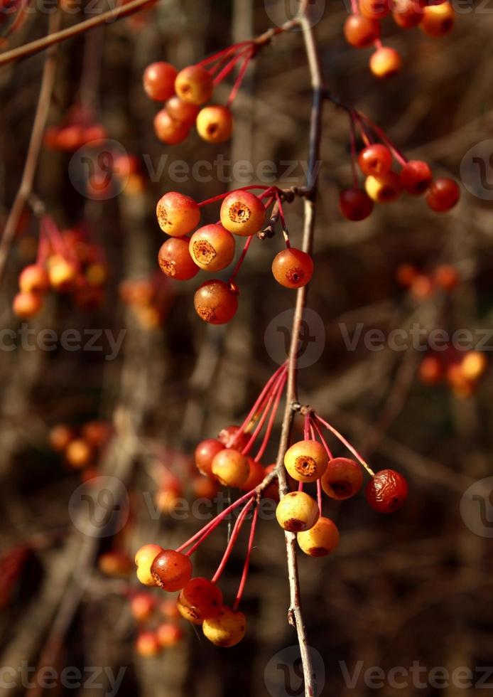 Red autumn little apples on branches. Fall forest photo