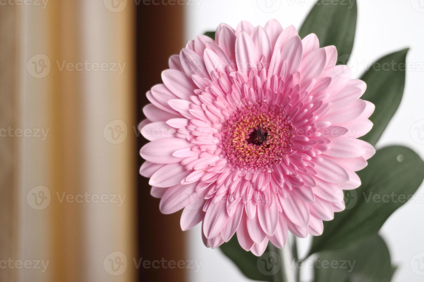 pink gerbera flower with green leaves on white background photo