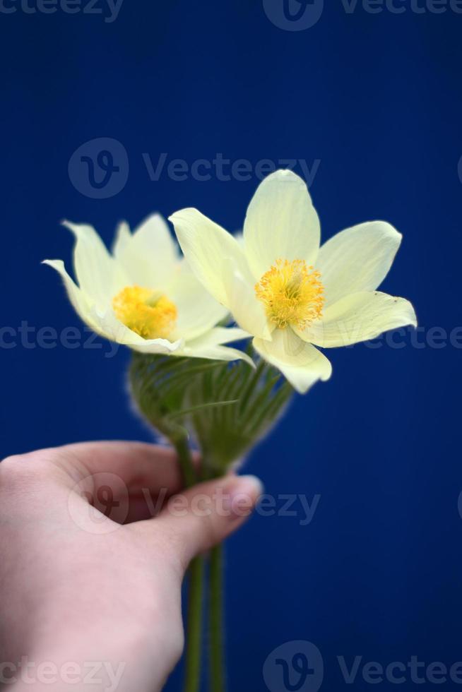 white two snowdrops flowers bouquet in hand on blue background photo