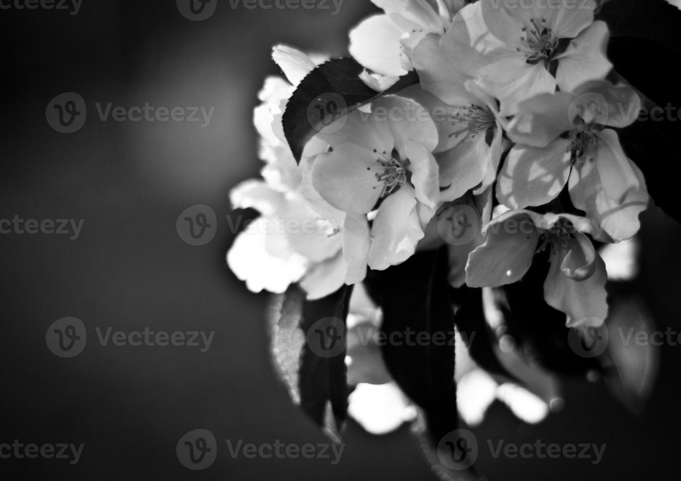 apple tree flowers and leaves in spring in black and white colors photo