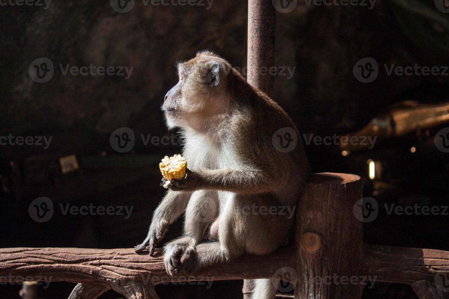 adult grey monkey profile face sitting and eating corn in cave on dark background photo