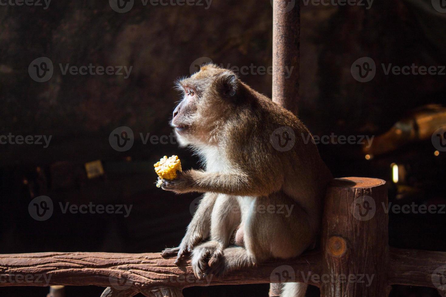 brown monkey sitting and eating corn on black background photo