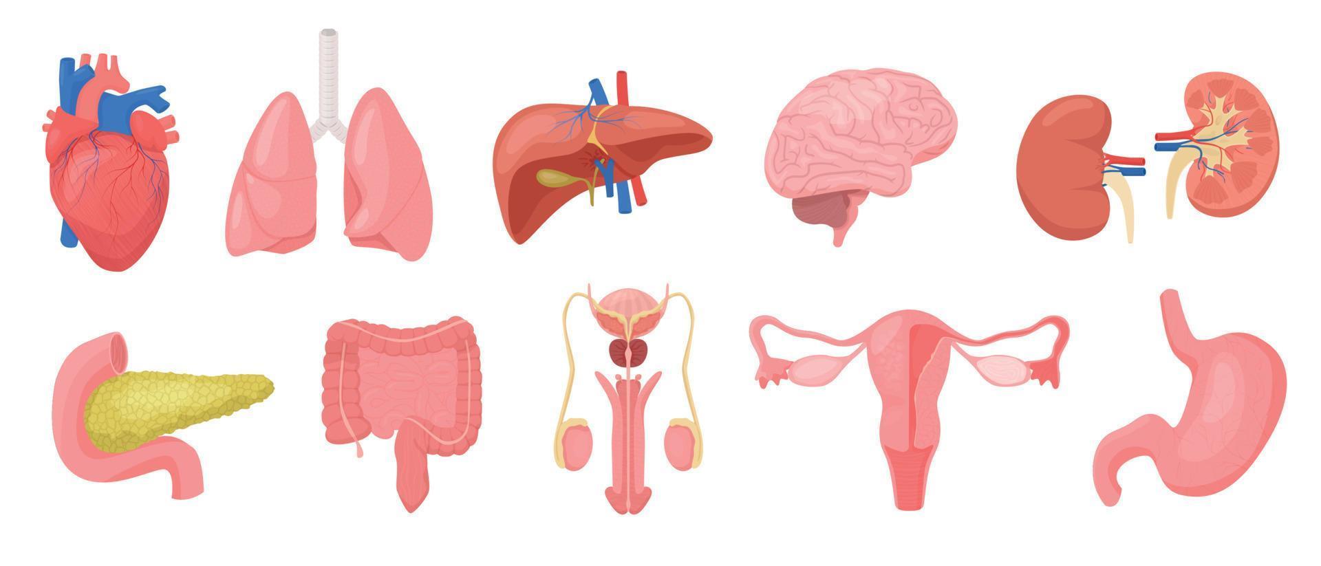 Internal Human Organs Set vector