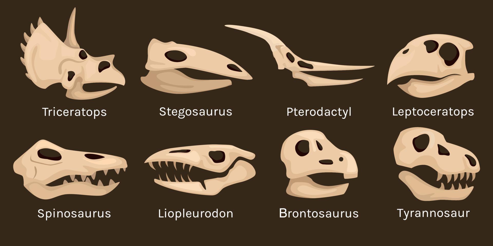 Dinosaurs Skull Icon Set vector