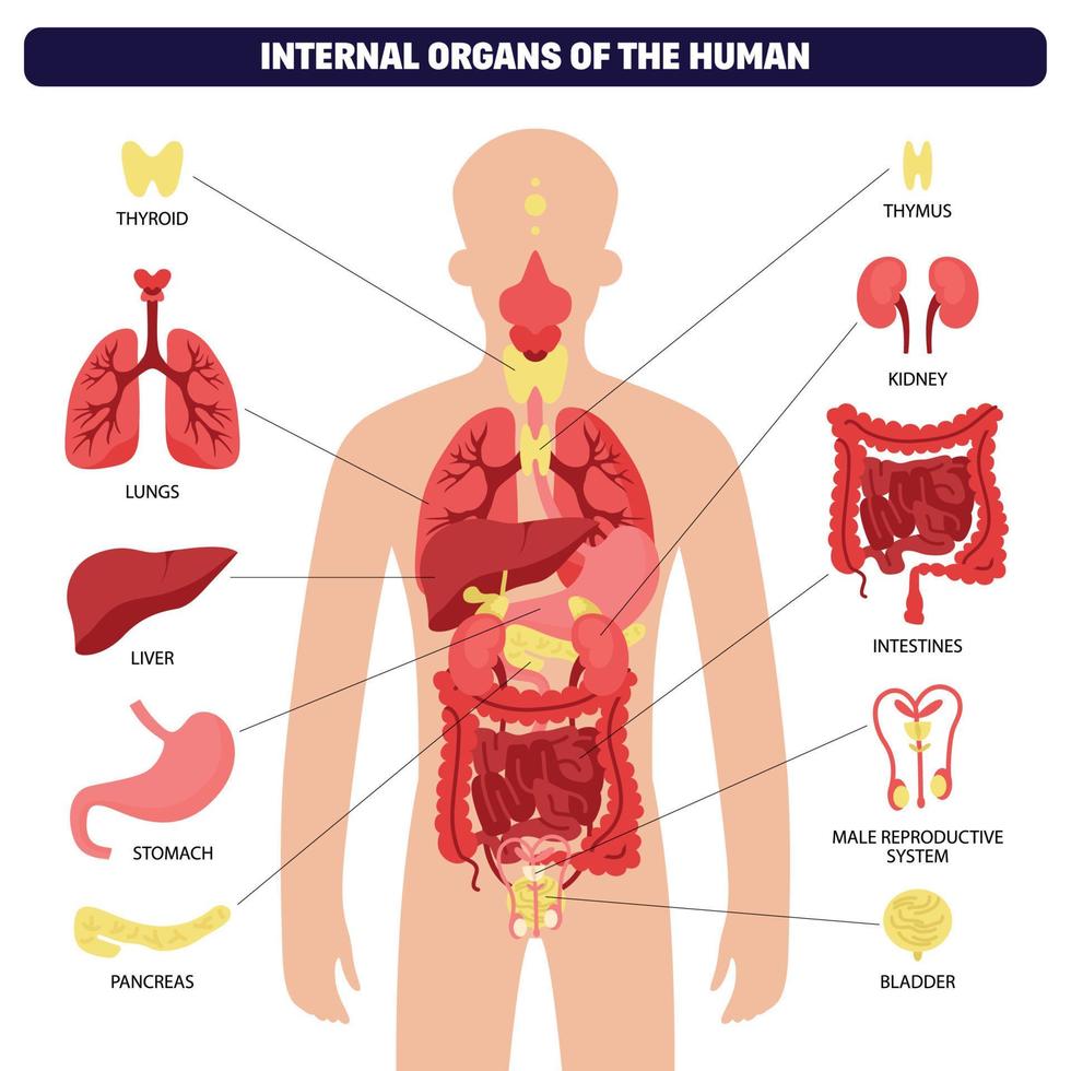 infografía del sistema de órganos del cuerpo humano vector