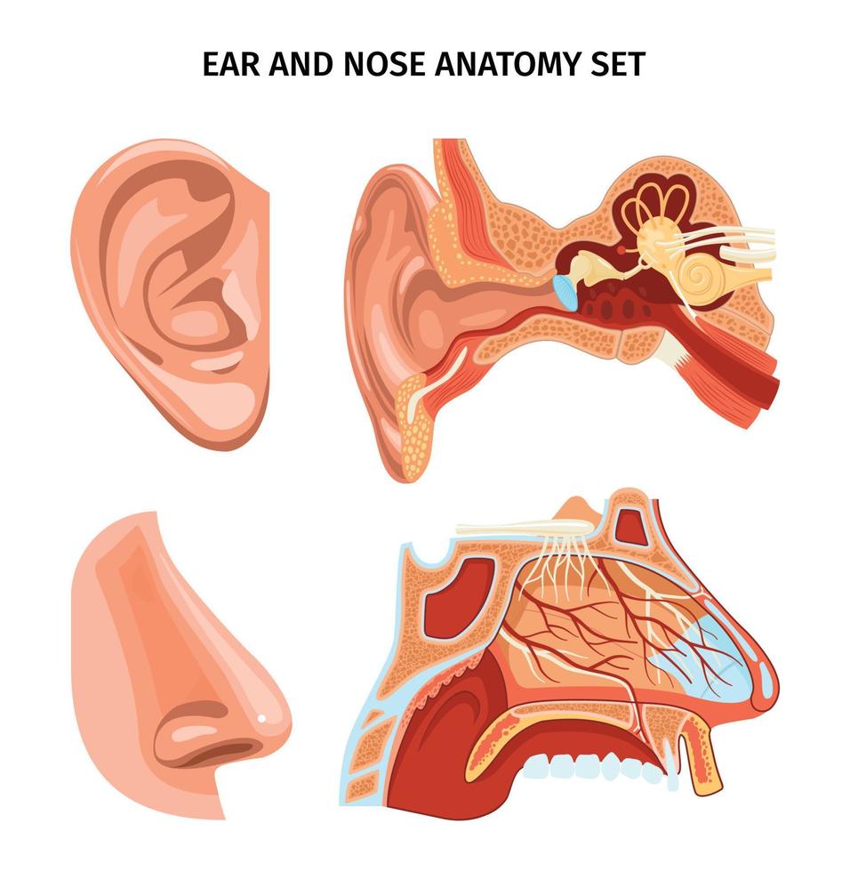 Nose And Ear Anatomy Set vector