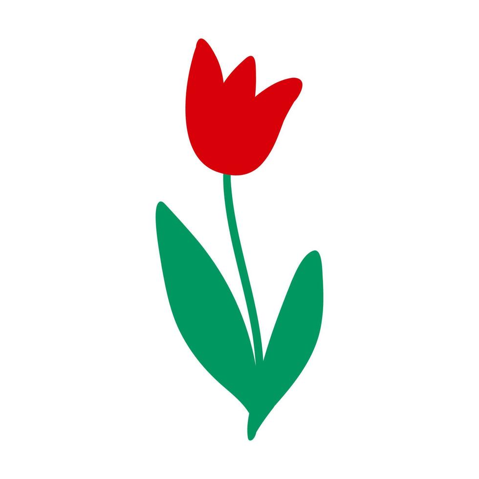 Red tulip flower. Vector illustration