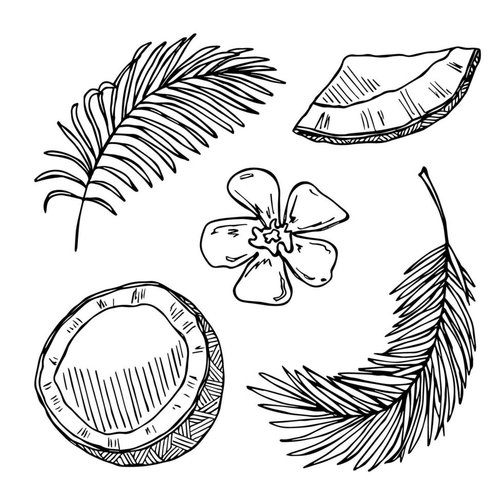 Set of coconut cliparts. Hand drawn nut icon. Tropical illustration. For print, web, design, decor vector