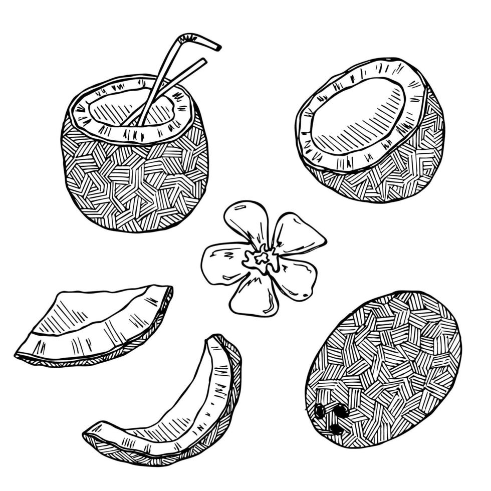 Set of coconut cliparts. Hand drawn nut icon. Tropical illustration. For print, web, design, decor vector