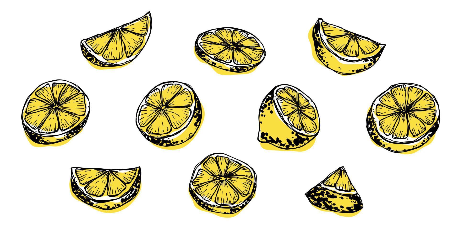 clipart vectorial de limón. conjunto de cítricos dibujados a mano. ilustración de frutas para impresión, web, diseño, decoración vector