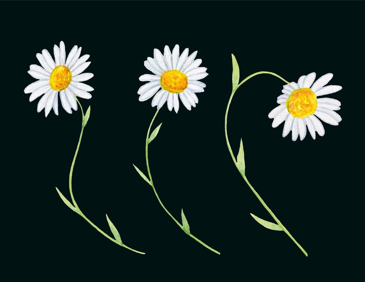 Set of watercolor daisies vector
