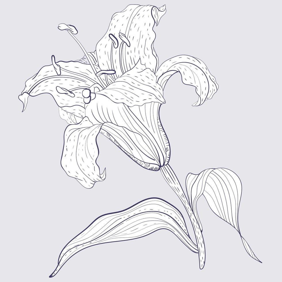 flor de lirio oriental vector
