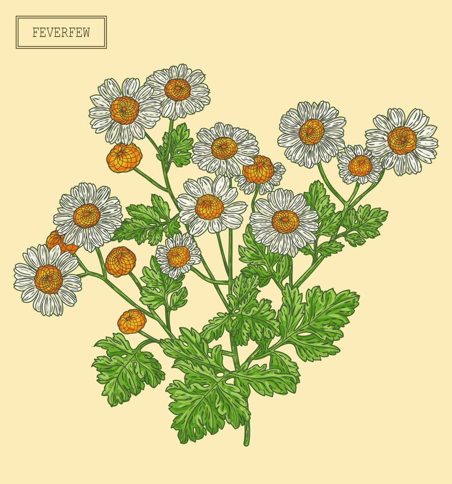 Medical Feverfew Branch vector