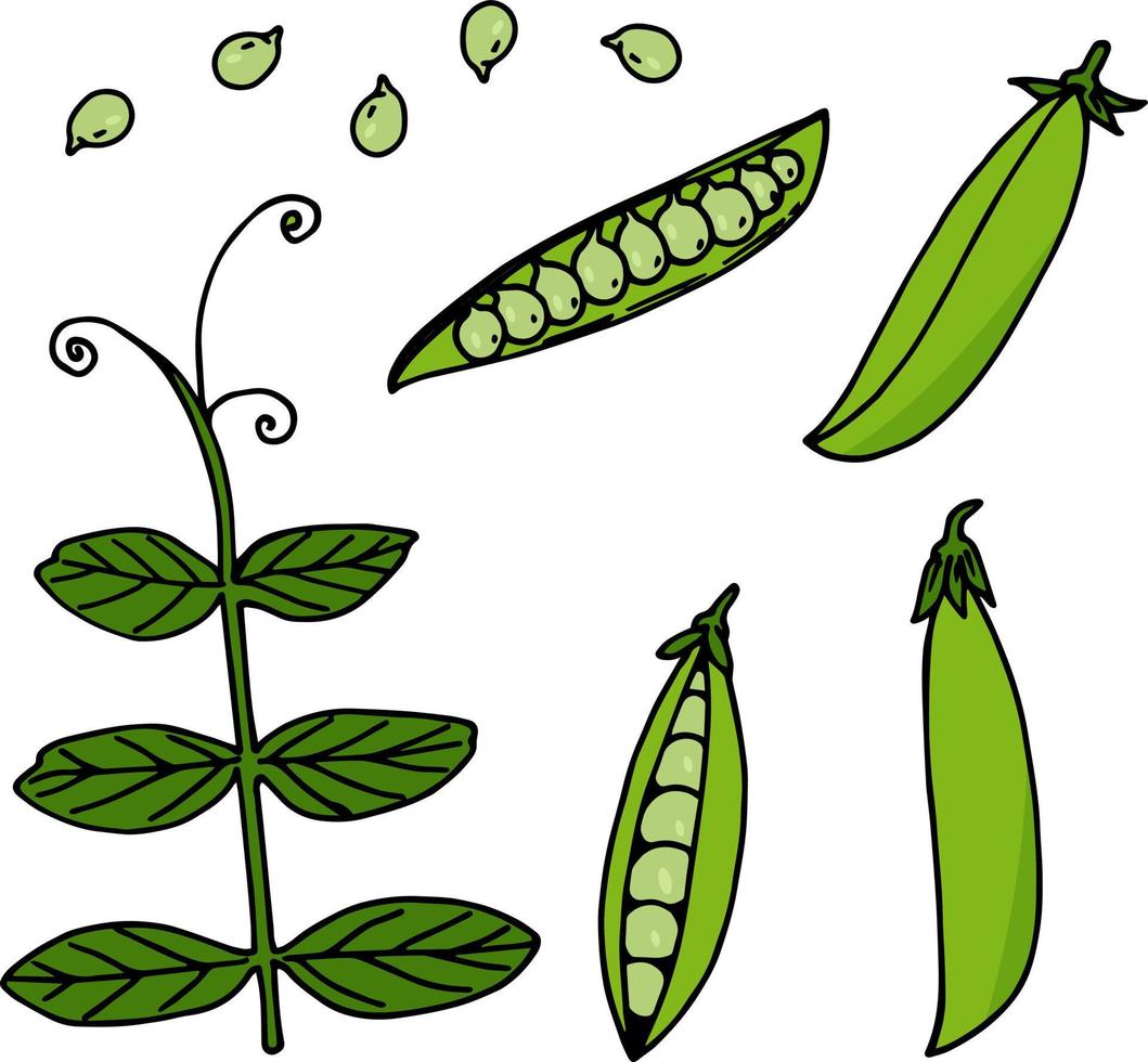 Set with green peas on white background. Vector image.