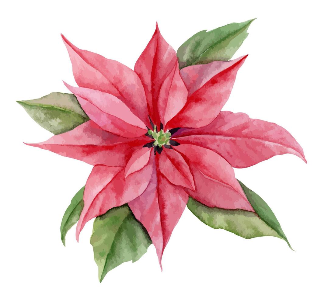 poinsettia rojo acuarela con hojas verdes. ilustración floral pintada a mano de flor de invierno sobre fondo blanco aislado. diseño para tarjetas de felicitación o invitaciones vector