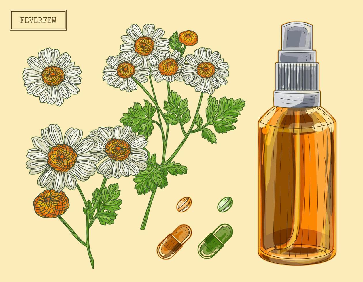 Feverfew branch and flowers and sprayer vector