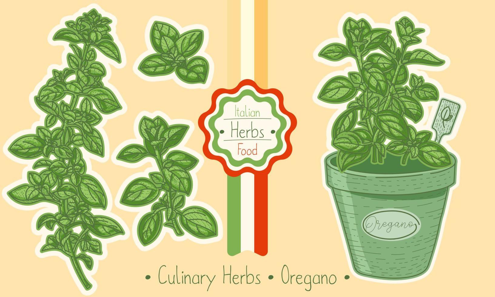 Food and culinary herb Oregano vector