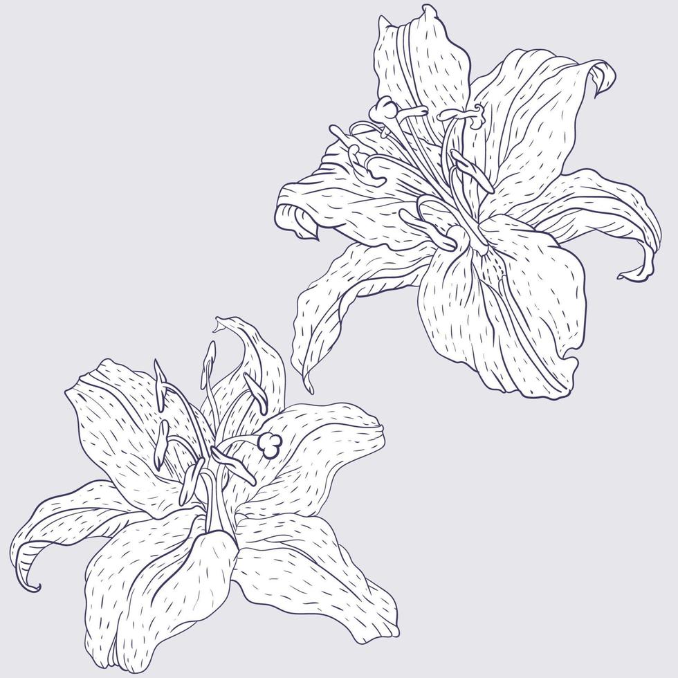 Oriental Lily Flowers vector