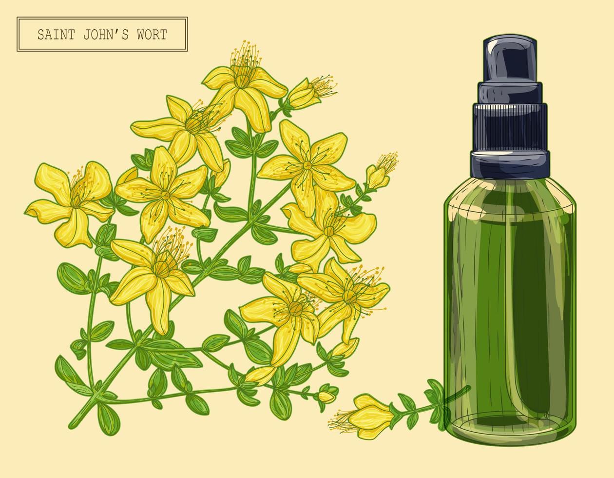 Saint Johns wort blooming branch and sprayer vector